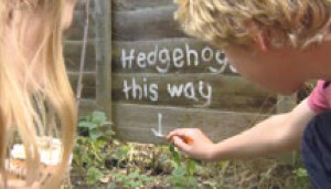 Hedgehogs this way!
